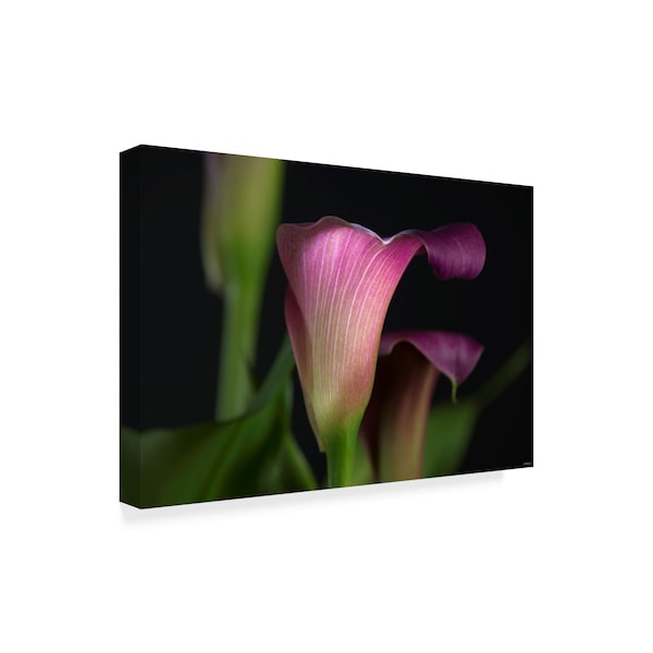 Gordon Semmens 'Single Lily' Canvas Art,12x19